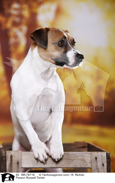 Parson Russell Terrier / Parson Russell Terrier / RR-78716
