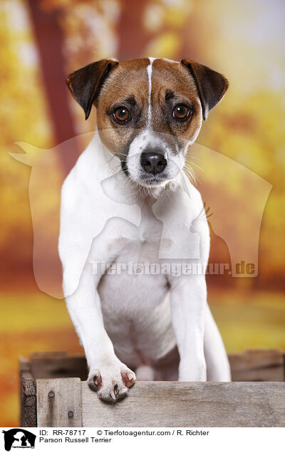 Parson Russell Terrier / Parson Russell Terrier / RR-78717
