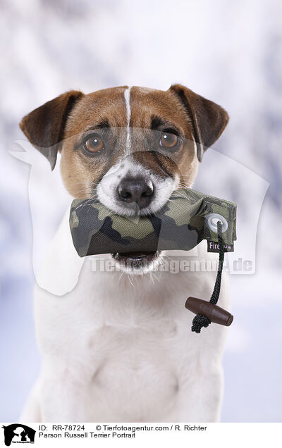 Parson Russell Terrier Portrait / Parson Russell Terrier Portrait / RR-78724