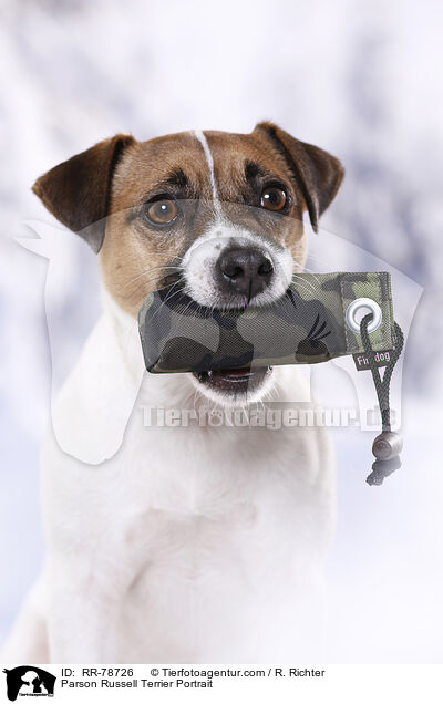 Parson Russell Terrier Portrait / Parson Russell Terrier Portrait / RR-78726