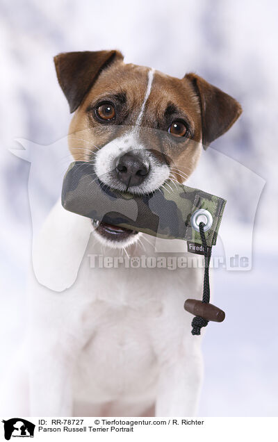 Parson Russell Terrier Portrait / Parson Russell Terrier Portrait / RR-78727