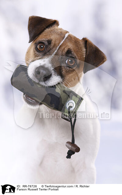 Parson Russell Terrier Portrait / Parson Russell Terrier Portrait / RR-78728