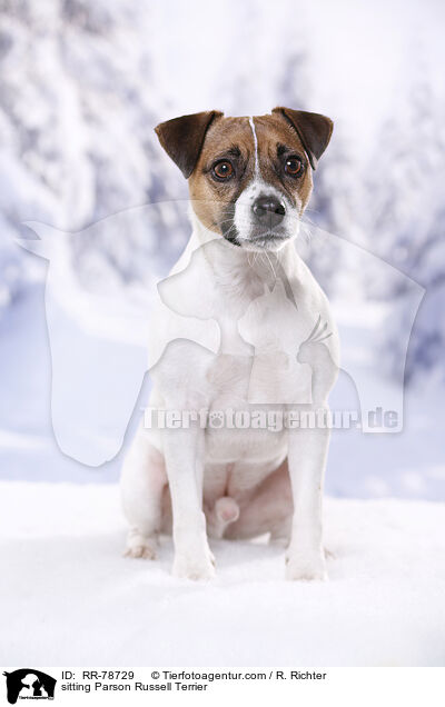 sitzender Parson Russell Terrier / sitting Parson Russell Terrier / RR-78729