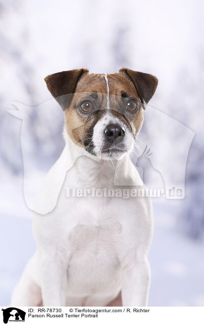 Parson Russell Terrier Portrait / Parson Russell Terrier Portrait / RR-78730