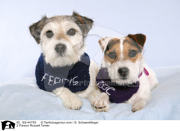 2 Parson Russell Terrier / 2 Parson Russell Terrier / SS-44755