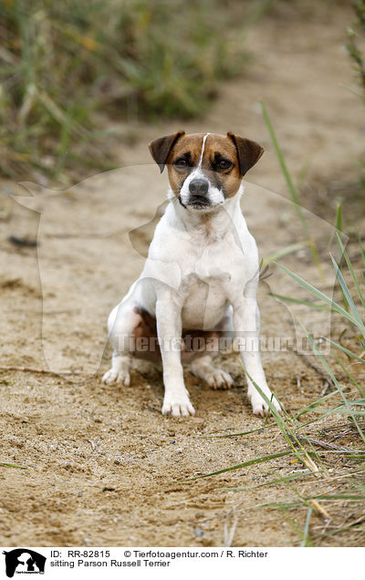 sitzender Parson Russell Terrier / sitting Parson Russell Terrier / RR-82815