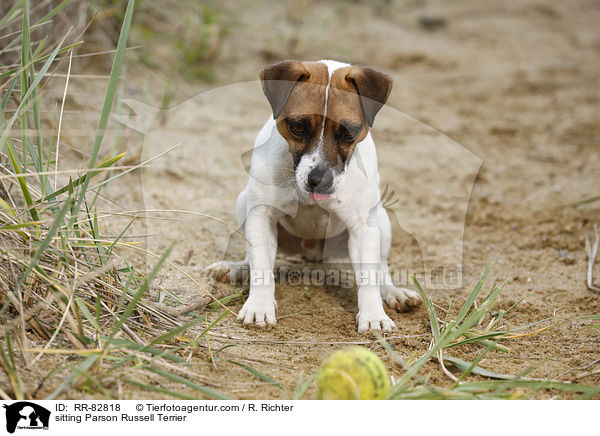 sitzender Parson Russell Terrier / sitting Parson Russell Terrier / RR-82818