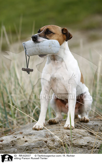 sitzender Parson Russell Terrier / sitting Parson Russell Terrier / RR-82837