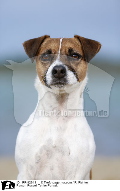 Parson Russell Terrier Portrait / Parson Russell Terrier Portrait / RR-82911