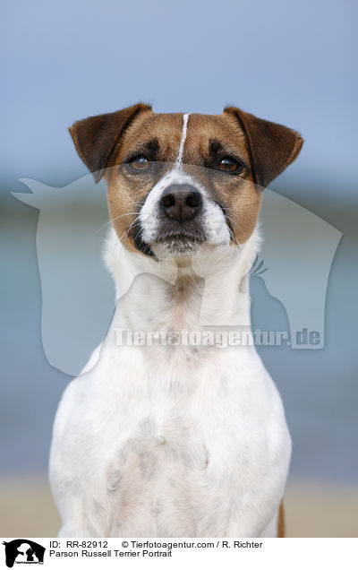 Parson Russell Terrier Portrait / Parson Russell Terrier Portrait / RR-82912