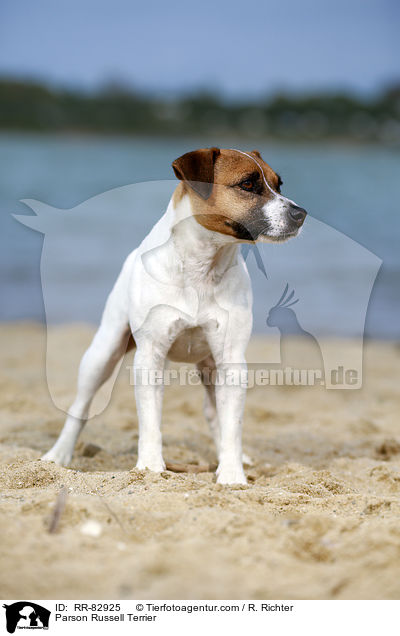 Parson Russell Terrier / Parson Russell Terrier / RR-82925