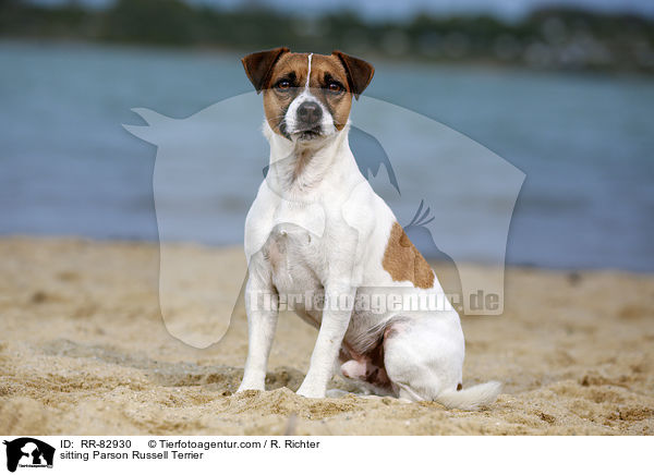 sitzender Parson Russell Terrier / sitting Parson Russell Terrier / RR-82930