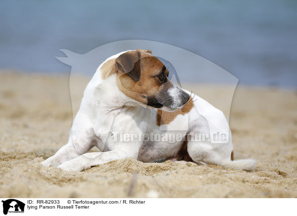 liegender Parson Russell Terrier / lying Parson Russell Terrier / RR-82933