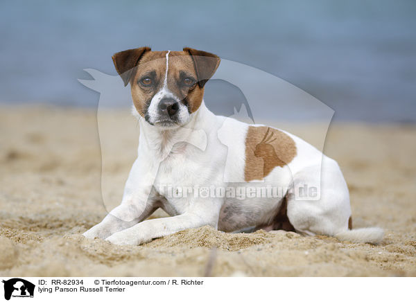 liegender Parson Russell Terrier / lying Parson Russell Terrier / RR-82934