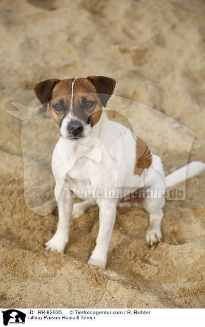 sitzender Parson Russell Terrier / sitting Parson Russell Terrier / RR-82935