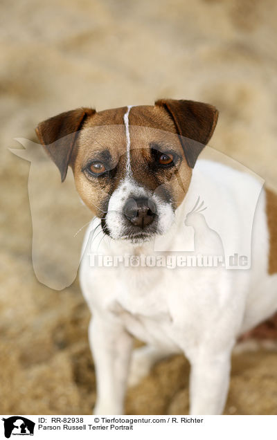 Parson Russell Terrier Portrait / Parson Russell Terrier Portrait / RR-82938
