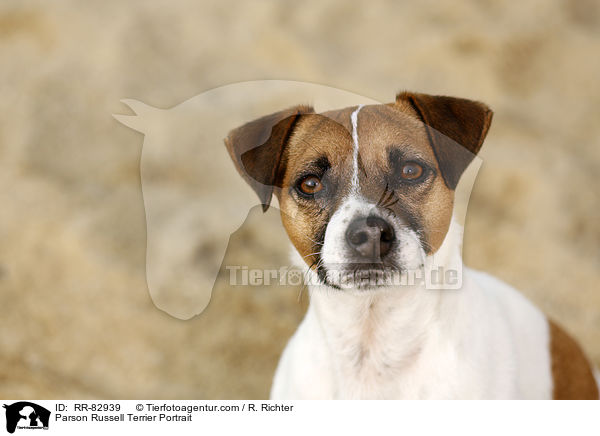 Parson Russell Terrier Portrait / Parson Russell Terrier Portrait / RR-82939