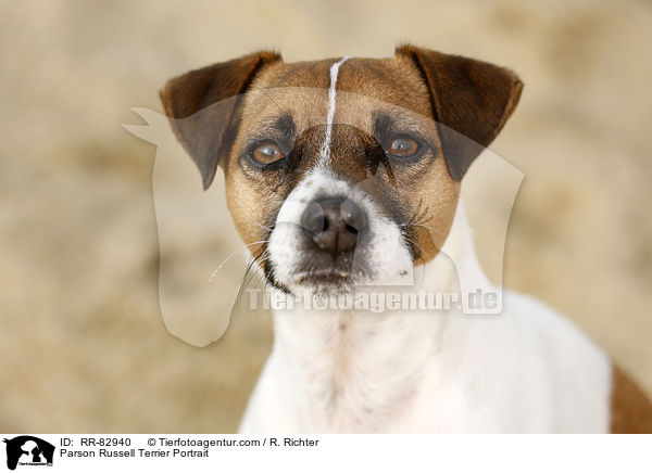 Parson Russell Terrier Portrait / Parson Russell Terrier Portrait / RR-82940