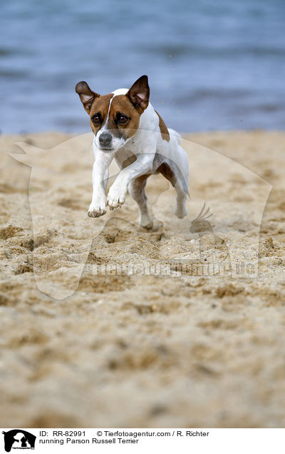 rennender Parson Russell Terrier / running Parson Russell Terrier / RR-82991