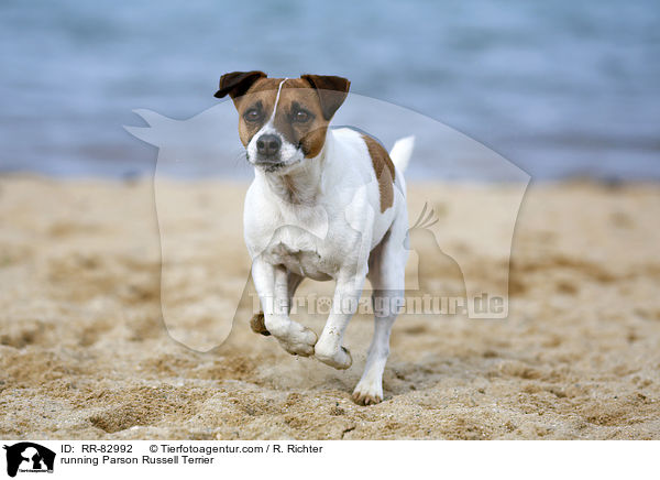 rennender Parson Russell Terrier / running Parson Russell Terrier / RR-82992