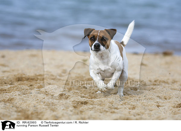 rennender Parson Russell Terrier / running Parson Russell Terrier / RR-82993