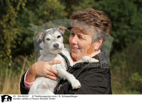 Frau trgt Parson Russell Terrier / woman carries a Parson Russell Terrier / SS-48242