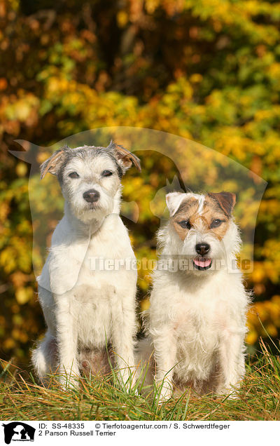 2 Parson Russell Terrier / 2 Parson Russell Terrier / SS-48335