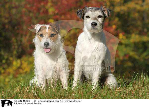 2 Parson Russell Terrier / 2 Parson Russell Terrier / SS-48339