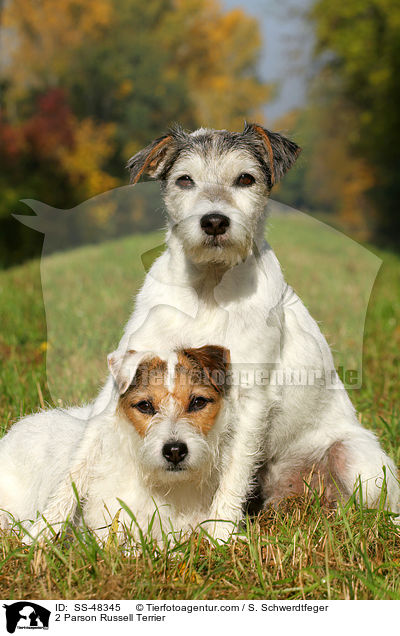 2 Parson Russell Terrier / 2 Parson Russell Terrier / SS-48345