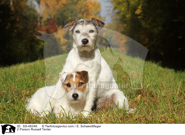 2 Parson Russell Terrier / 2 Parson Russell Terrier / SS-48346