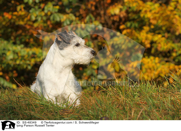 liegender Parson Russell Terrier / lying Parson Russell Terrier / SS-48349