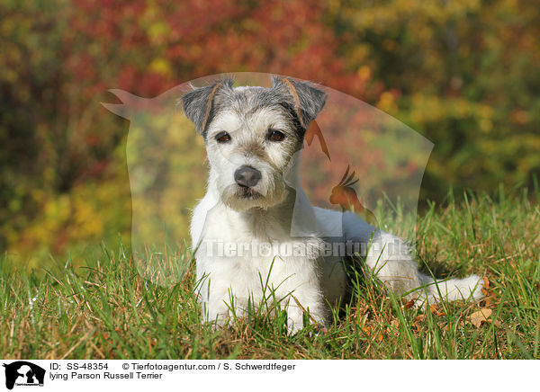 liegender Parson Russell Terrier / lying Parson Russell Terrier / SS-48354