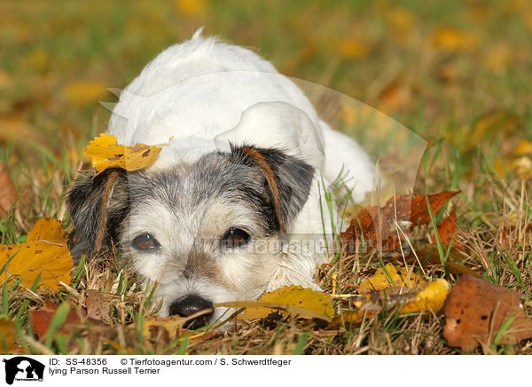 liegender Parson Russell Terrier / lying Parson Russell Terrier / SS-48356