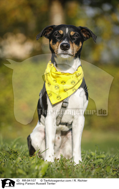 sitzender Parson Russell Terrier / sitting Parson Russell Terrier / RR-94107