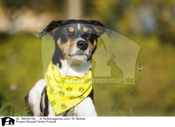 Parson Russell Terrier Portrait / Parson Russell Terrier Portrait / RR-94109