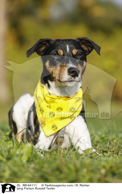 liegender Parson Russell Terrier / lying Parson Russell Terrier / RR-94111