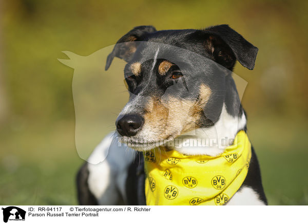 Parson Russell Terrier Portrait / Parson Russell Terrier Portrait / RR-94117