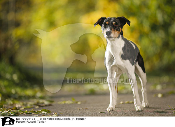 Parson Russell Terrier / Parson Russell Terrier / RR-94133