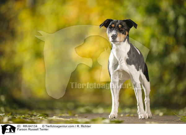 Parson Russell Terrier / Parson Russell Terrier / RR-94134
