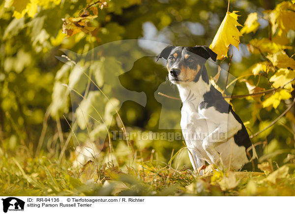 sitzender Parson Russell Terrier / sitting Parson Russell Terrier / RR-94136