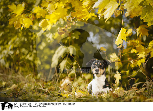 liegender Parson Russell Terrier / lying Parson Russell Terrier / RR-94138