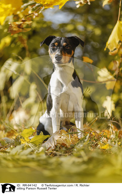 sitzender Parson Russell Terrier / sitting Parson Russell Terrier / RR-94142