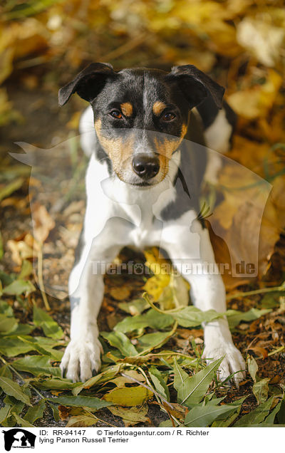liegender Parson Russell Terrier / lying Parson Russell Terrier / RR-94147