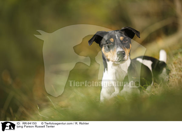 liegender Parson Russell Terrier / lying Parson Russell Terrier / RR-94150