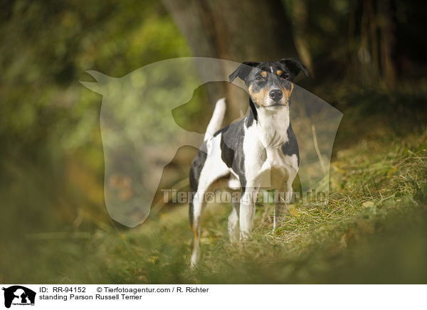 stehender Parson Russell Terrier / standing Parson Russell Terrier / RR-94152