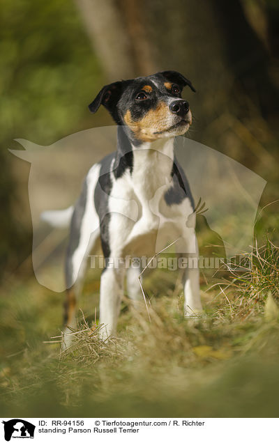 stehender Parson Russell Terrier / standing Parson Russell Terrier / RR-94156