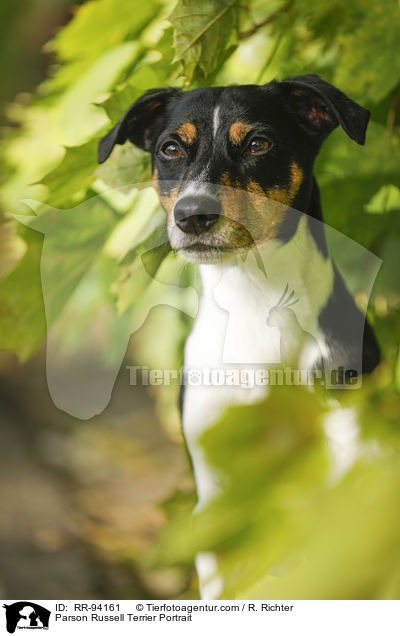 Parson Russell Terrier Portrait / Parson Russell Terrier Portrait / RR-94161