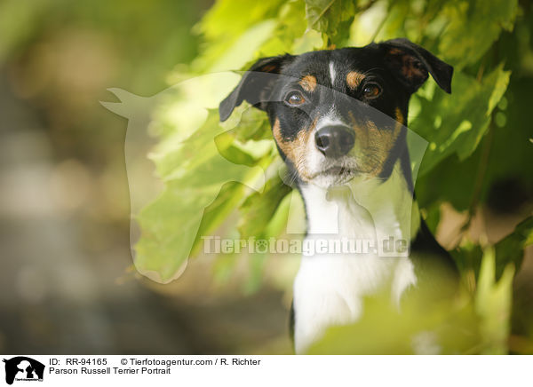 Parson Russell Terrier Portrait / Parson Russell Terrier Portrait / RR-94165
