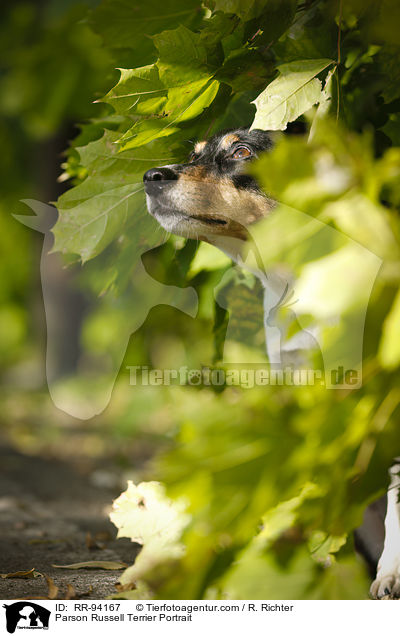 Parson Russell Terrier Portrait / Parson Russell Terrier Portrait / RR-94167