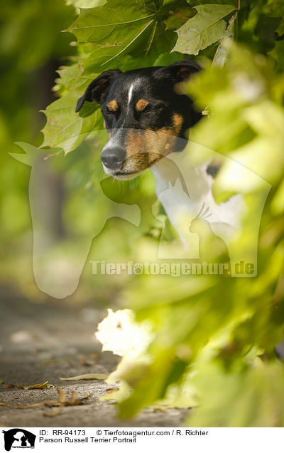 Parson Russell Terrier Portrait / Parson Russell Terrier Portrait / RR-94173